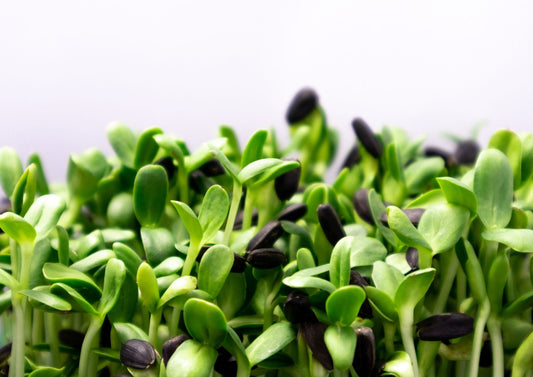 Information On Our Seeds