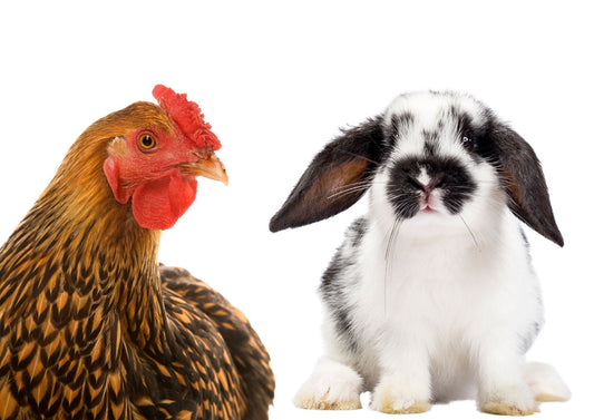 Best Microgreens for Chickens & Rabbits