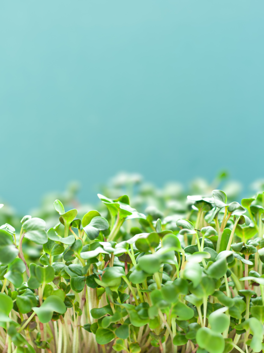 🌱 Alfalfa Seeds