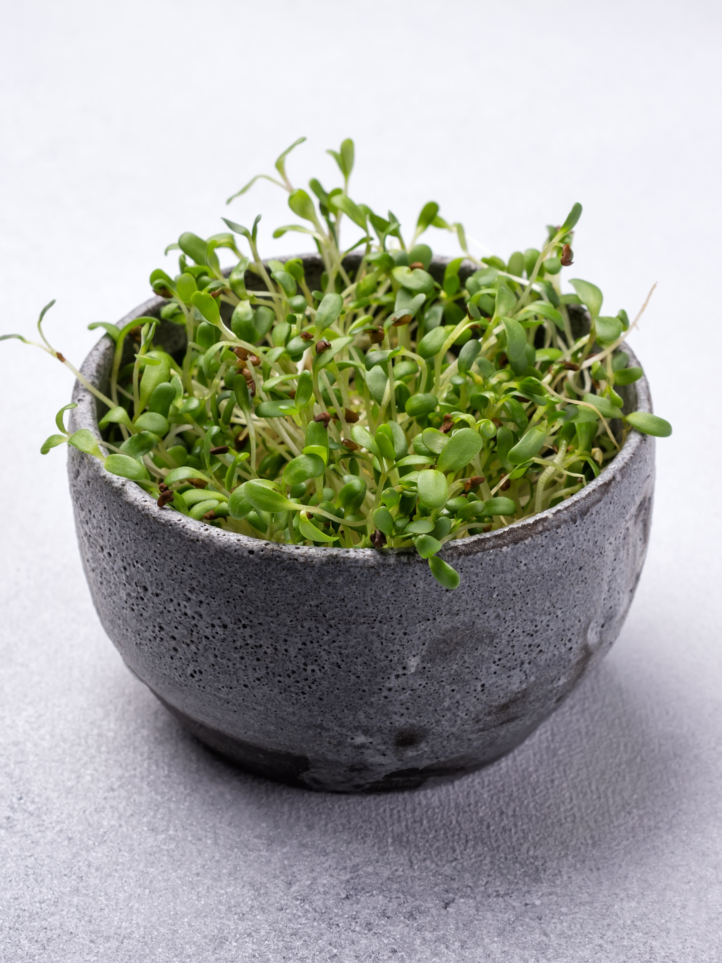 π± Alfalfa Seeds