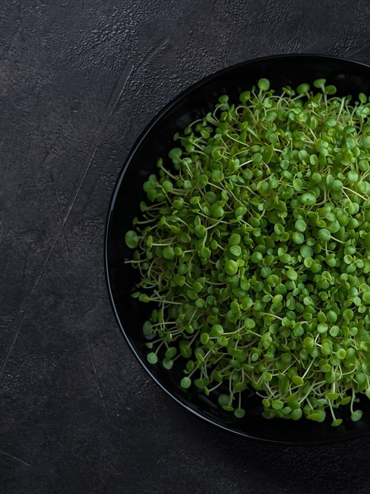 π± Broccoli Seeds