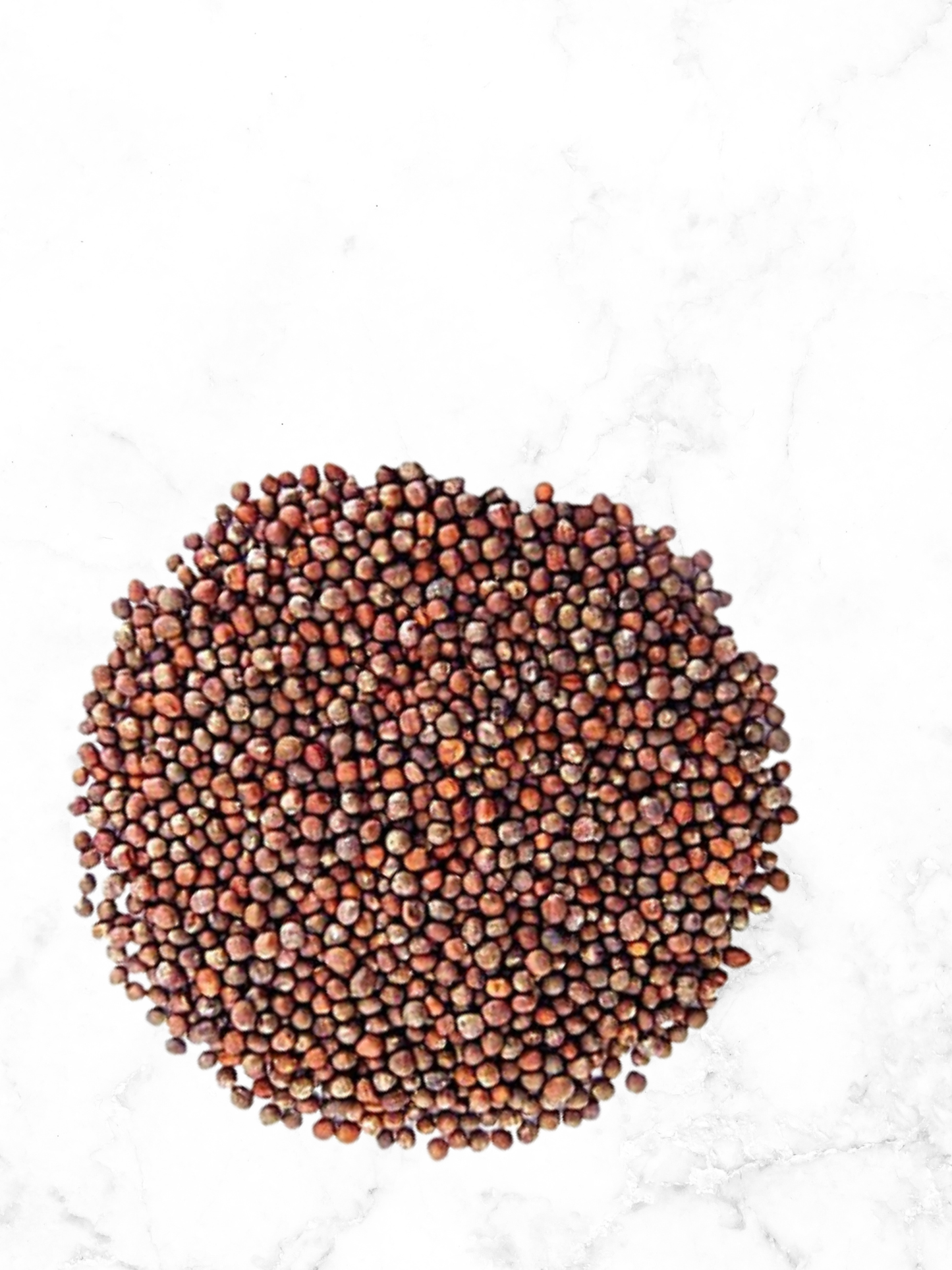 π± Broccoli Seeds
