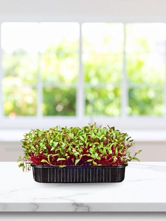 π± Beetroot Bulls Blood Seeds